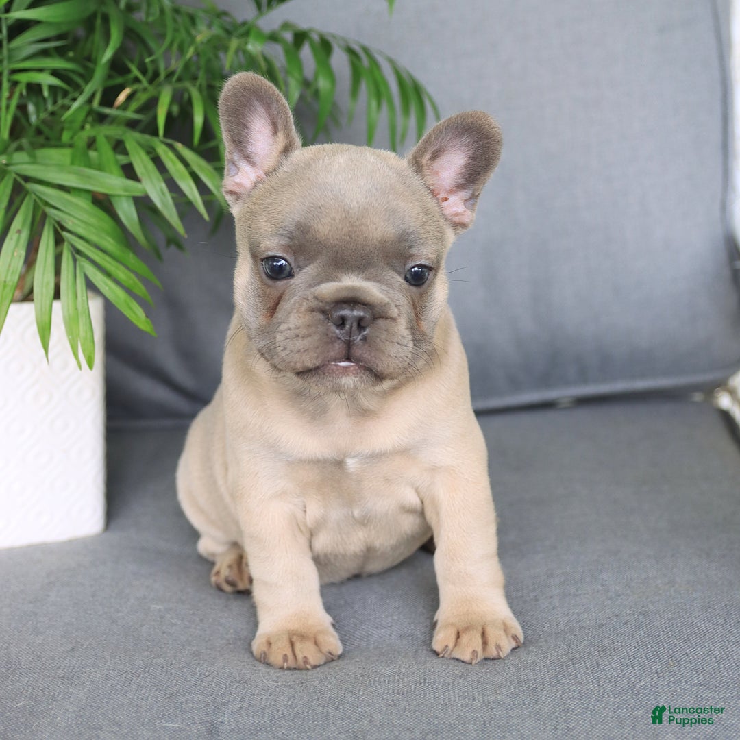 French Bulldog dogs for sale: Luna - Image 5