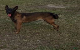 Belgian Malinois dogs for sale: Female - Image 4