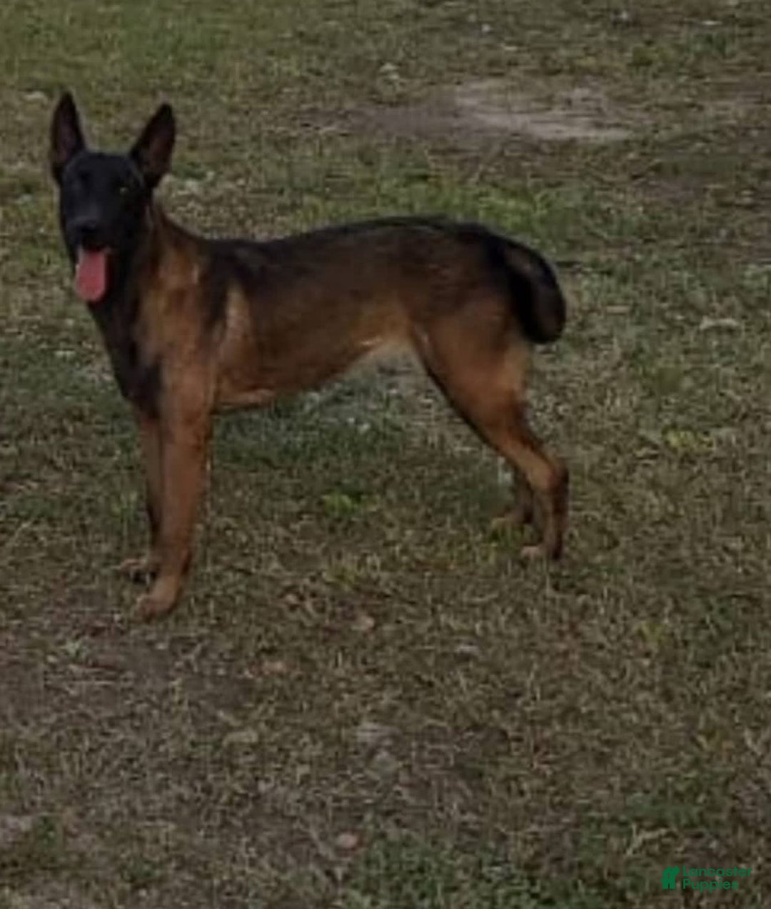 Belgian Malinois dogs for sale: Female - Image 4