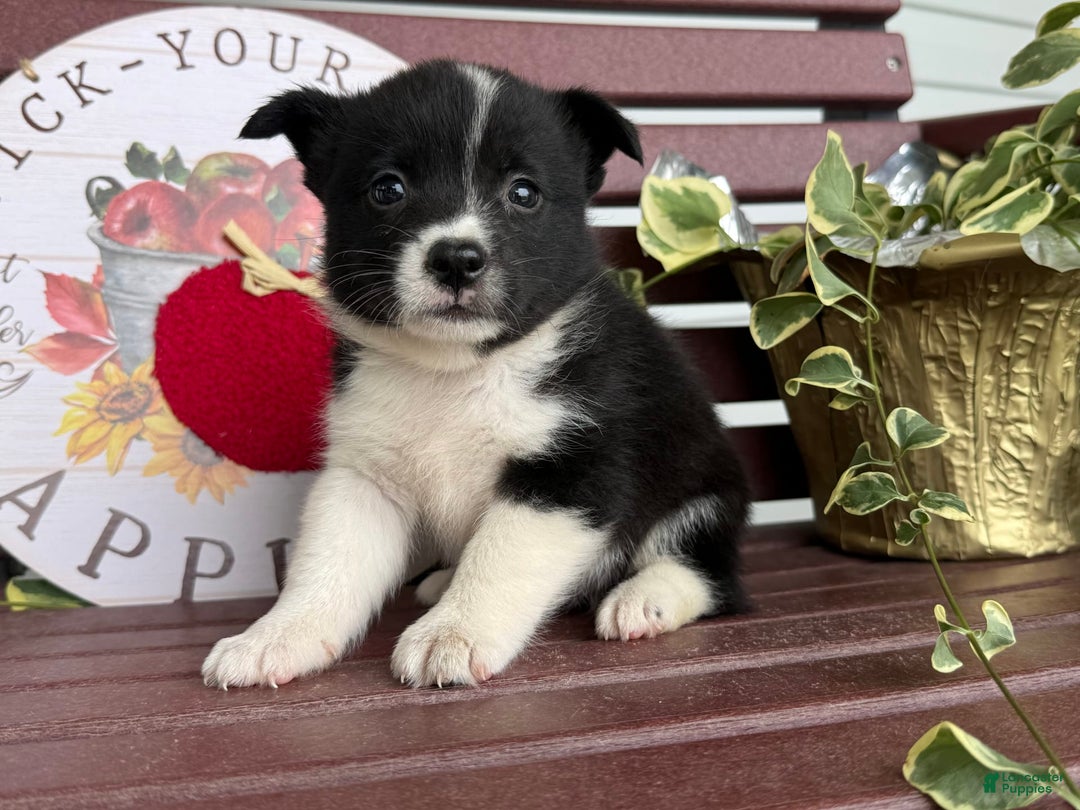 Shiba Inu dogs for sale: Erika - Image 3