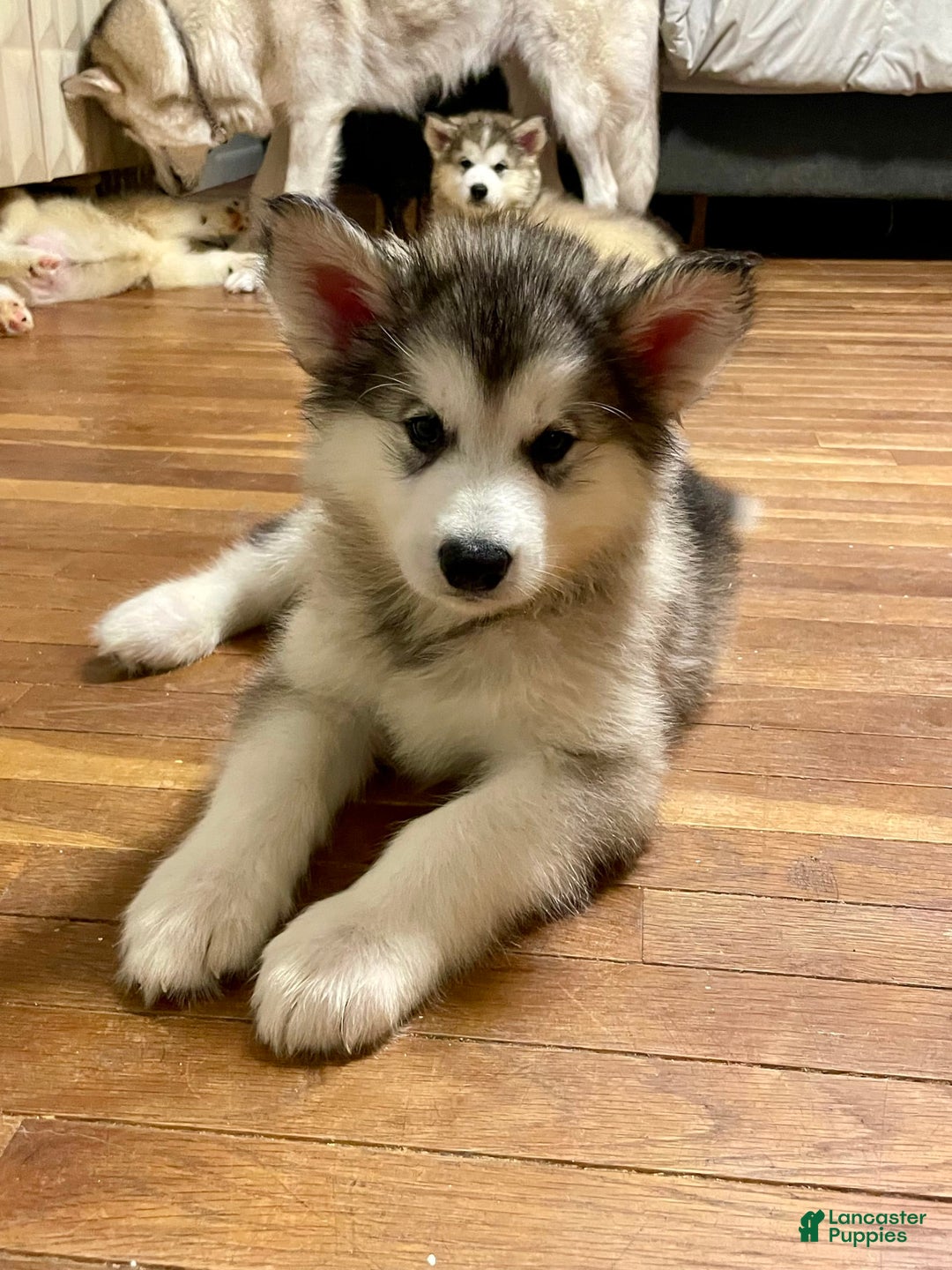 Alaskan Malamute dogs for sale: Tundra - Image 7