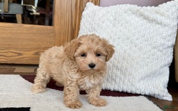 Maltipoo dogs for sale: Sissy - Image 5