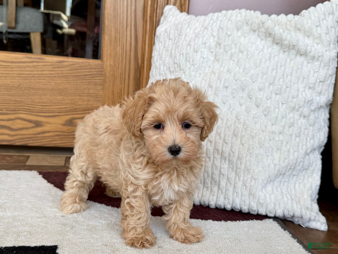 Maltipoo dogs for sale: Sissy - Image 5
