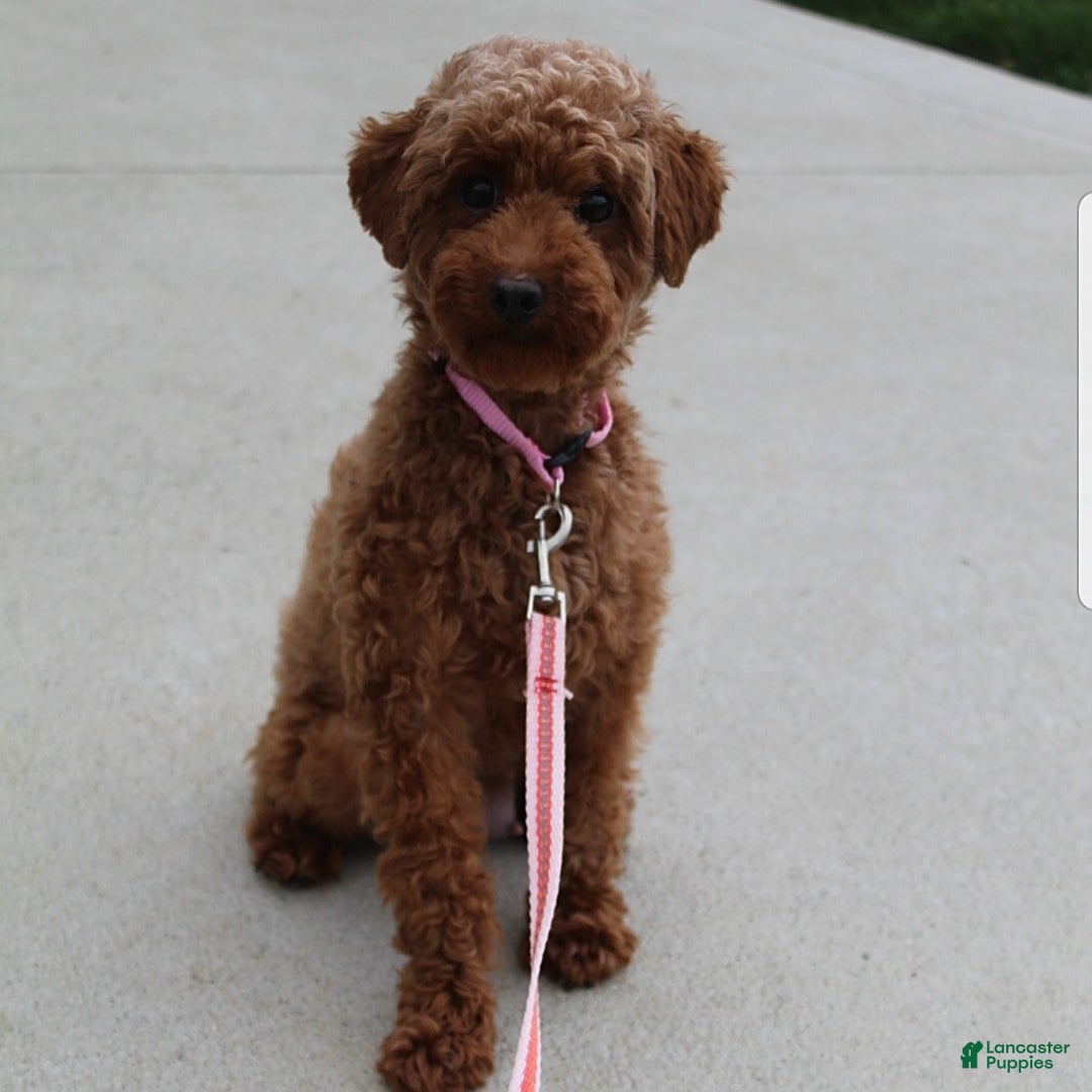 Toy Poodle dogs for sale: Tori - Image 5
