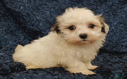 Havanese dogs for sale: Hayden - Image 4
