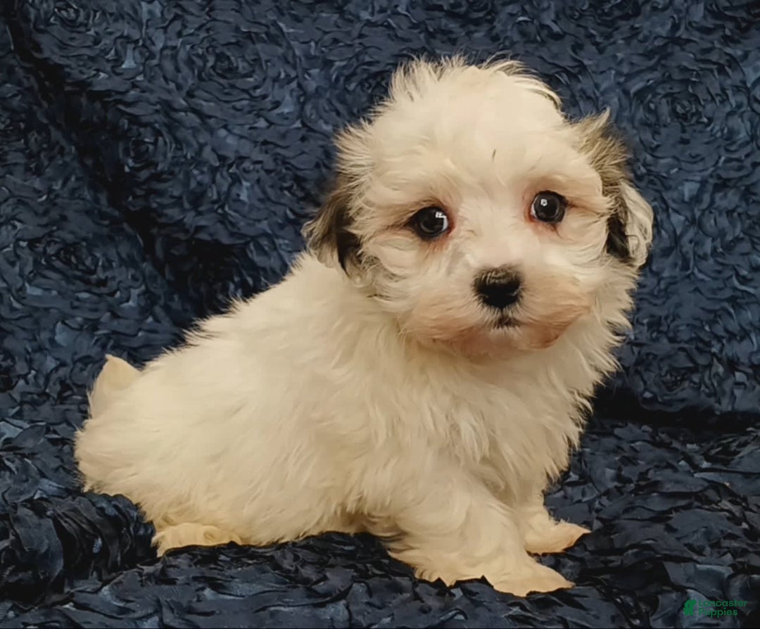 Havanese dogs for sale: Hayden - Image 4