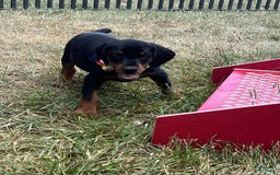 Doberman Pinscher dogs for sale: ZOEY - Image 3