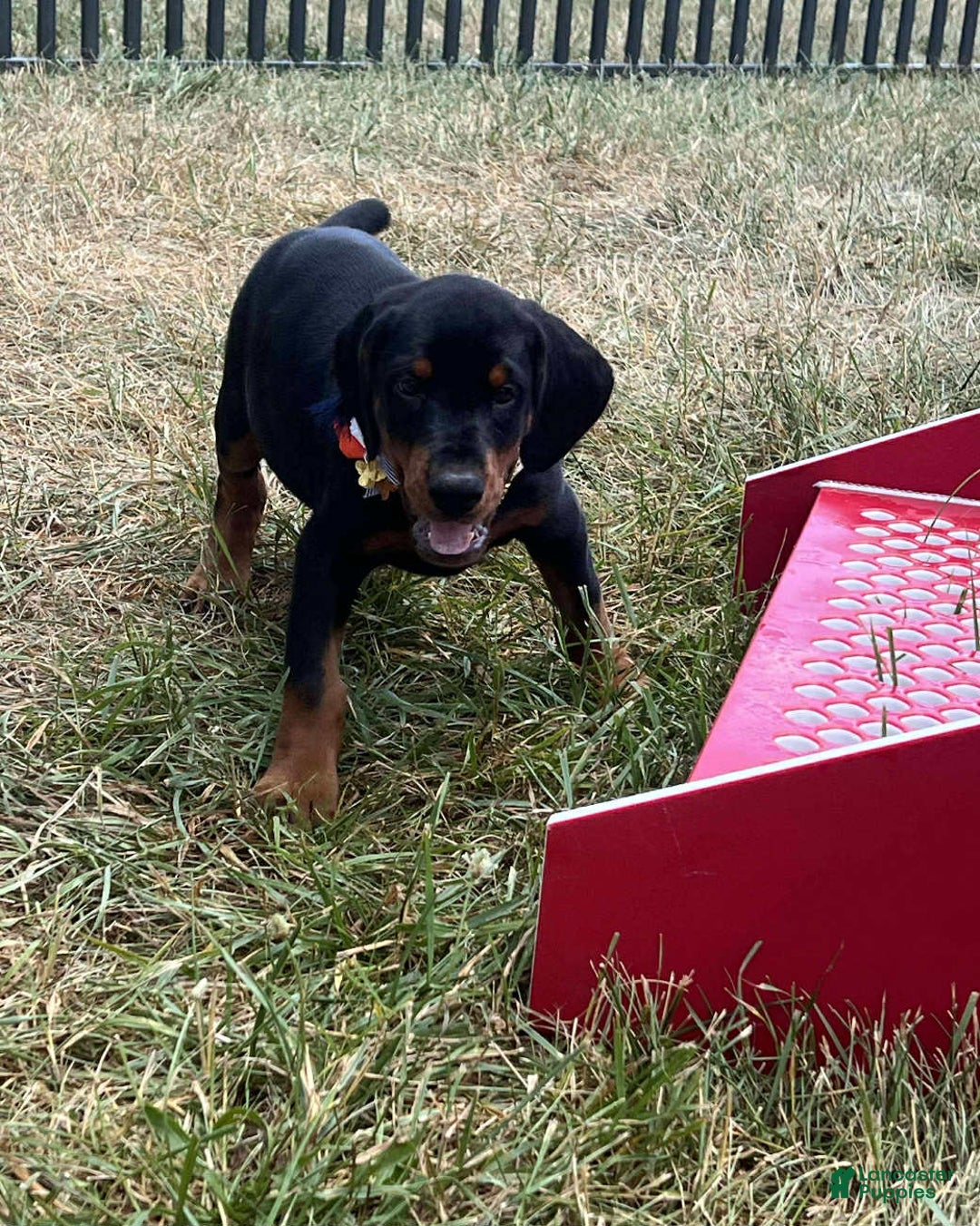 Doberman Pinscher dogs for sale: ZOEY - Image 3