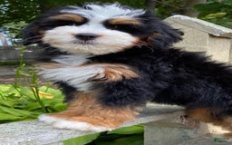 Mini Bernedoodle dogs for sale: 🧡 Boston Ma 🧡 Mini Bernedoodle - Image 7