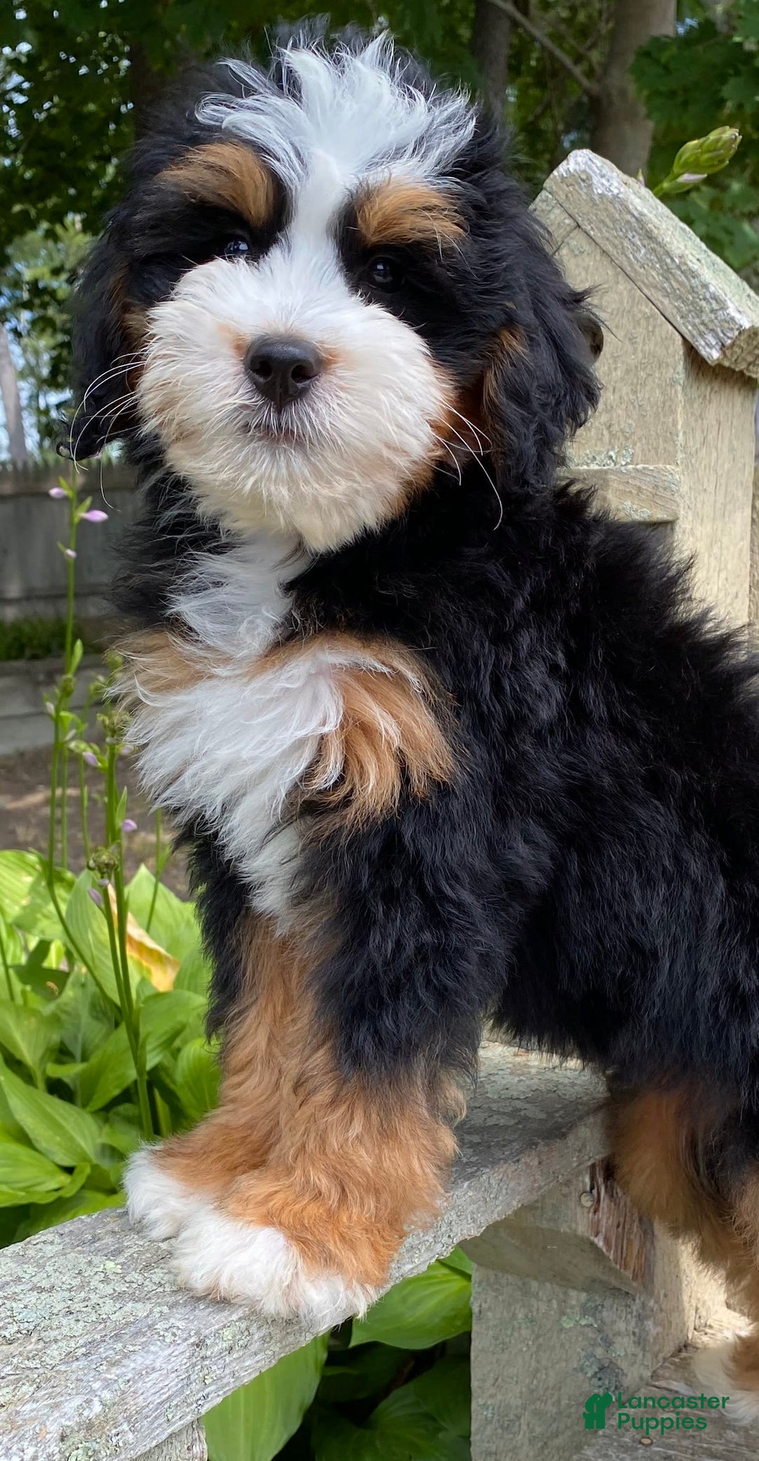 Mini Bernedoodle dogs for sale: 🧡 Boston Ma 🧡 Mini Bernedoodle - Image 7