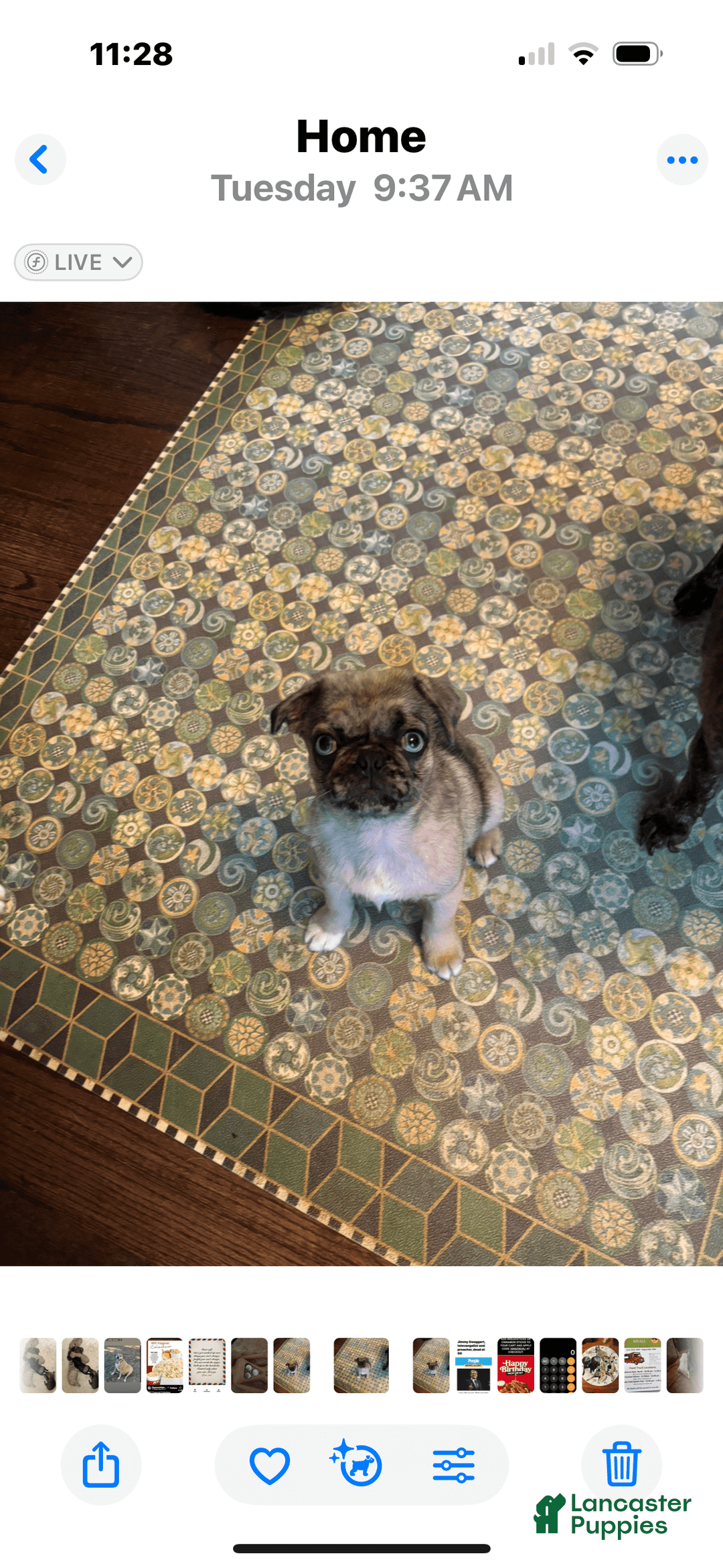 Pug dogs for sale: Lady - Image 4