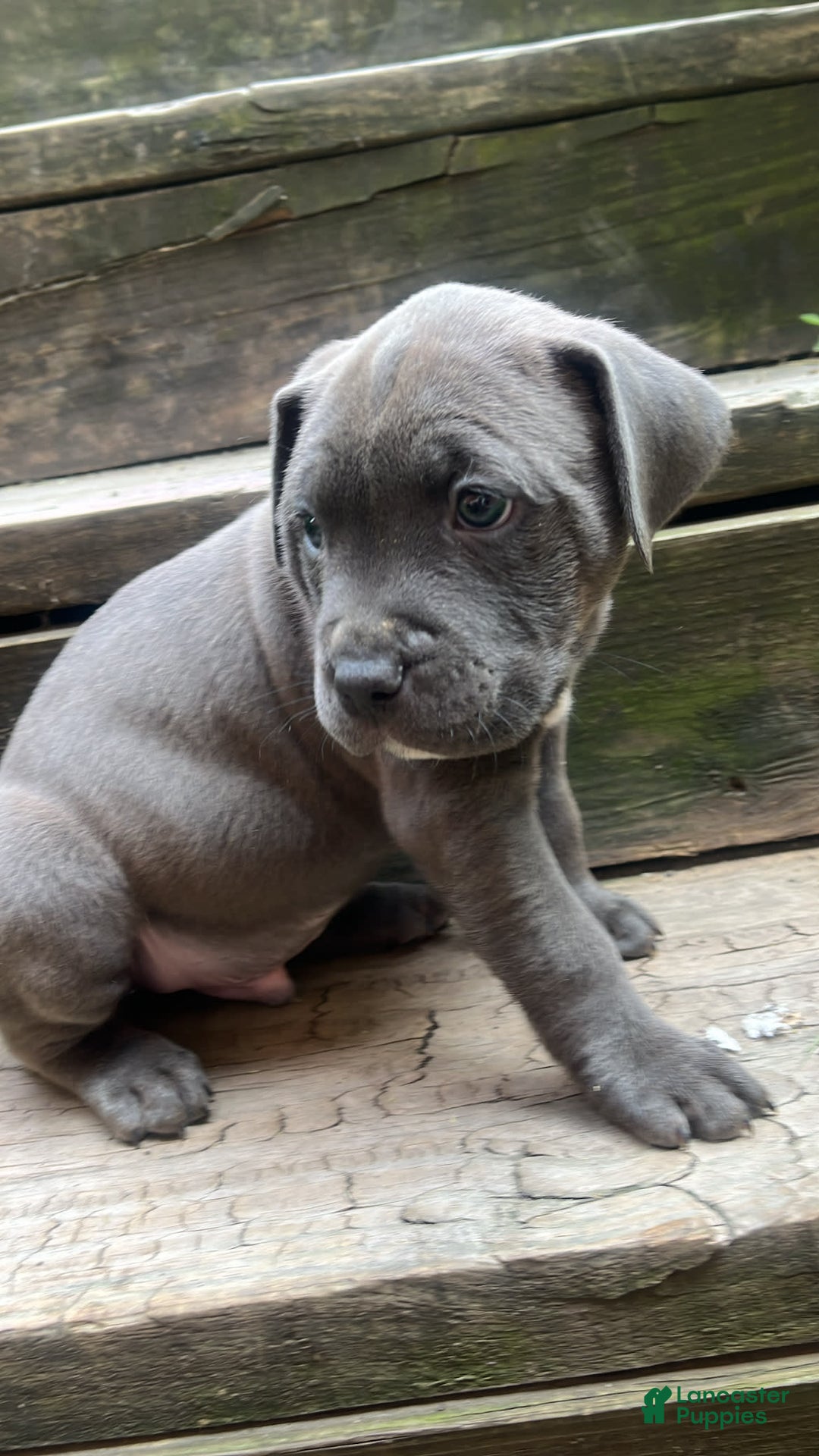 American Pit Bull Terrier dogs for sale: Snoop - Image 1