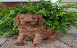 Goldendoodle dogs for sale: Ben - Image 24