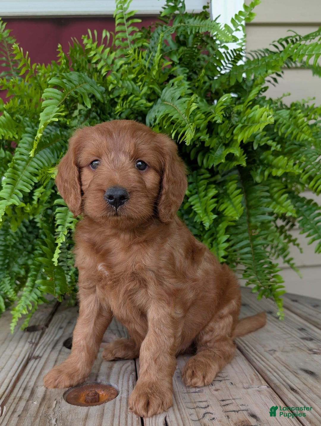 Goldendoodle dogs for sale: Ben - Image 24