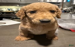 Goldendoodle dogs for sale: Dark Male - Image 1