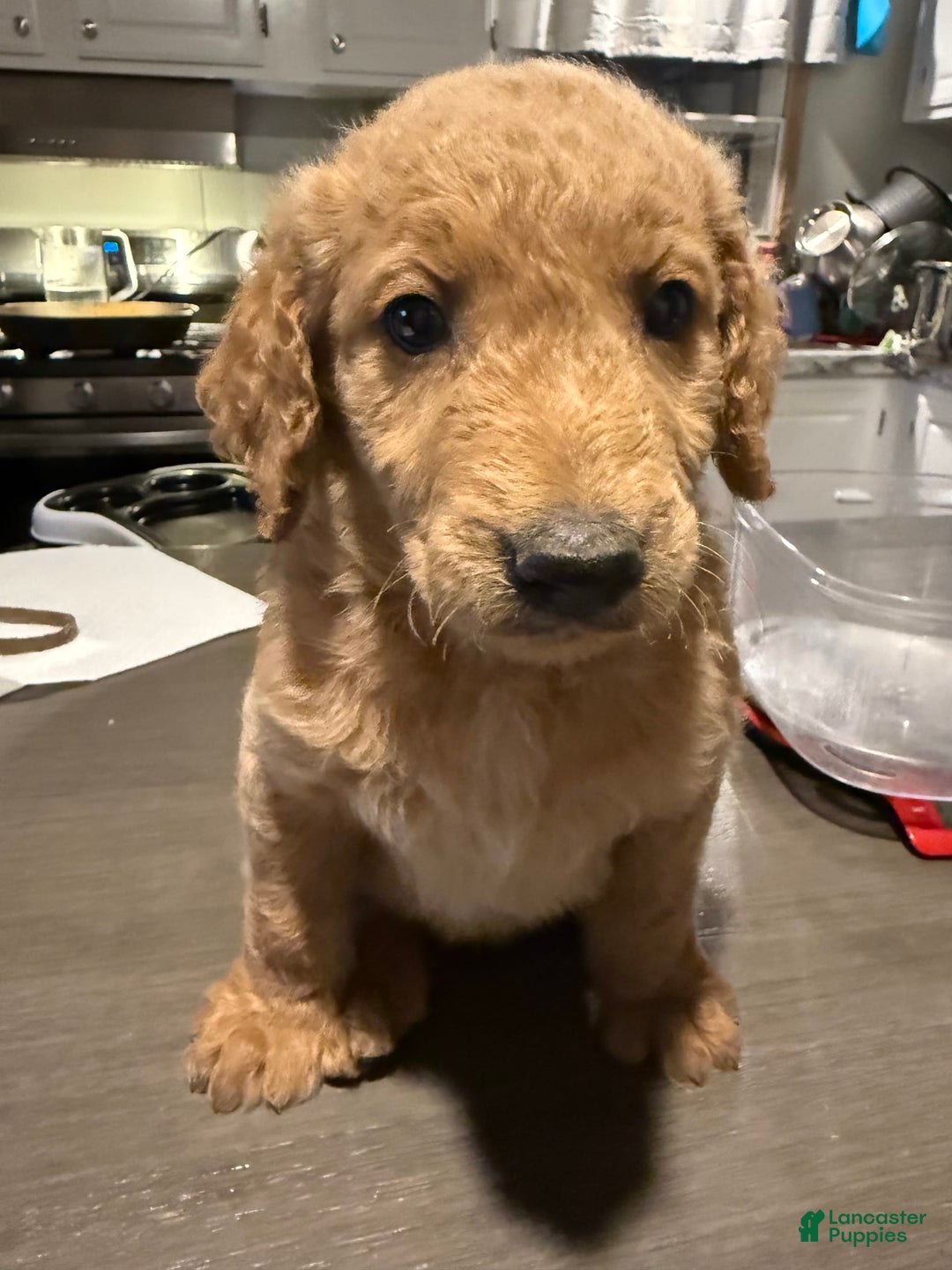 Goldendoodle dogs for sale: Dark Male - Image 1