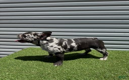French Bulldog dogs for sale: Nova - Image 1