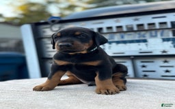 Doberman Pinscher dogs for sale: Male Puppy - Image 26