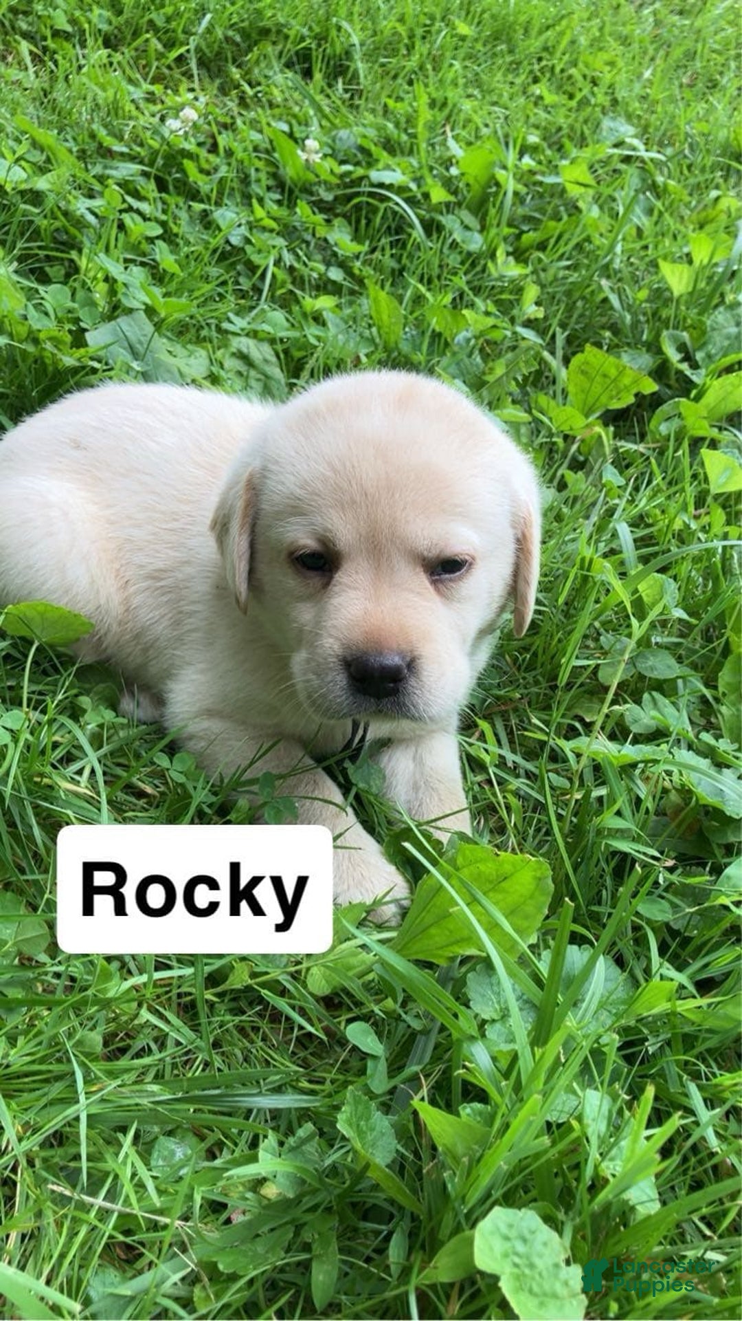 Labrador Retriever dogs for sale: Rocky - Image 2