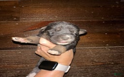 Gerberian Shepsky dogs for sale: Prim - Image 1