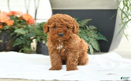 Mini Goldendoodle dogs for sale: Gulliver - Image 4