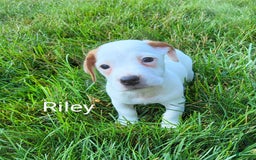 Jack Russell Terrier dogs for sale: Riley - Image 1