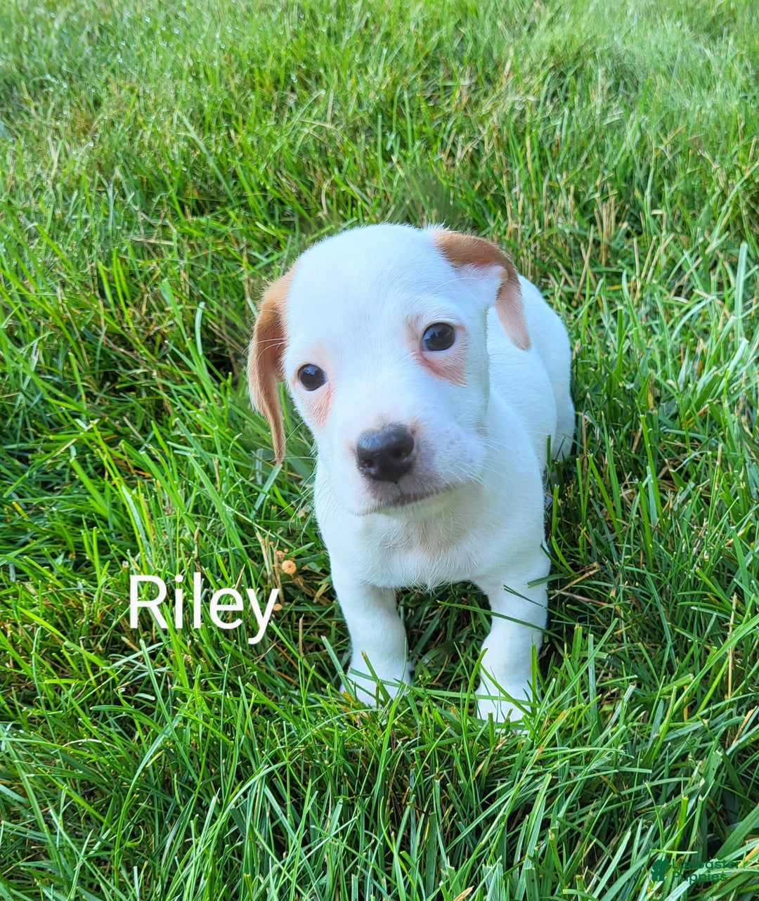 Jack Russell Terrier dogs for sale: Riley - Image 1