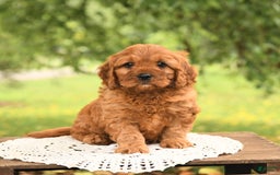 Cavapoo dogs for sale: Biscuit - Image 3
