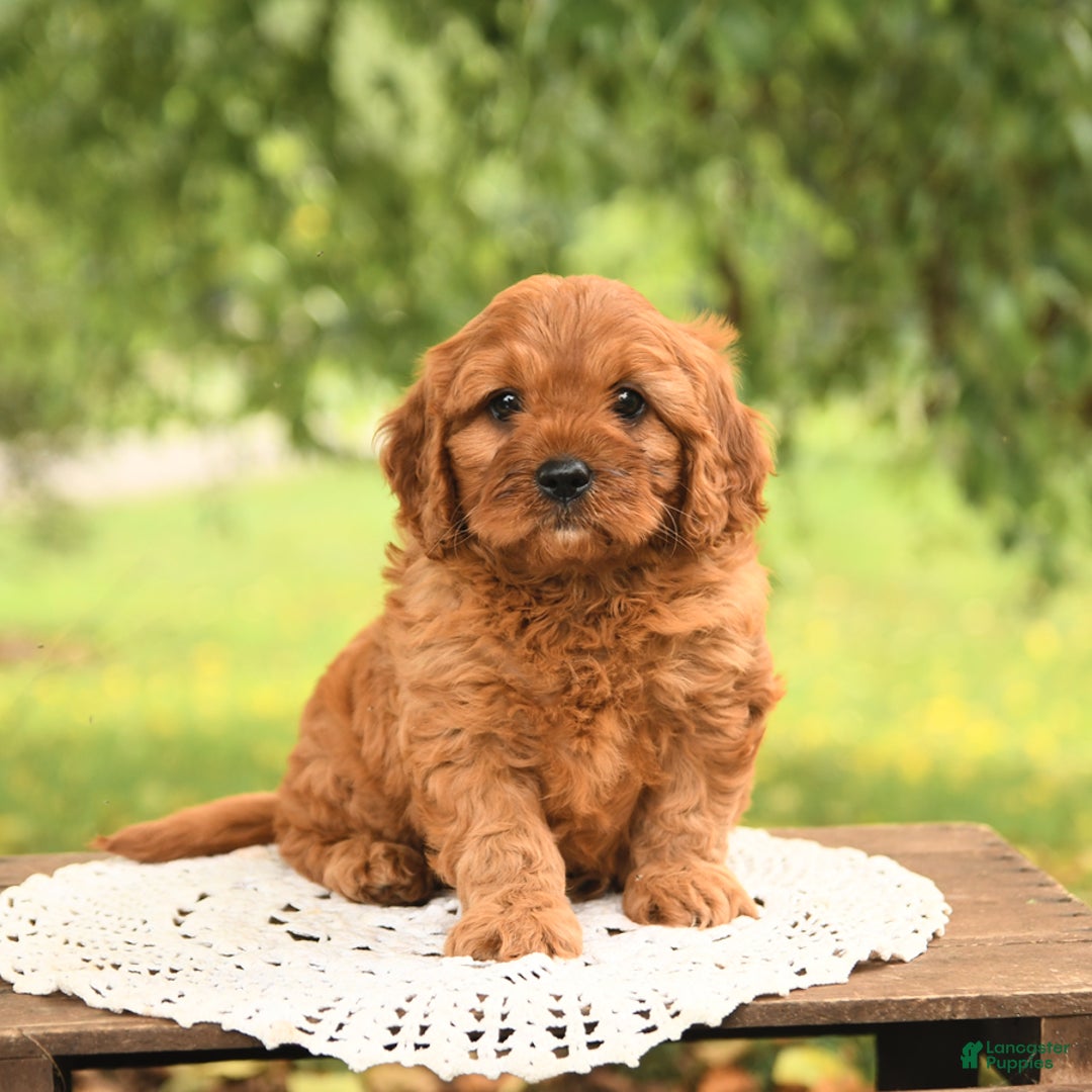 Cavapoo dogs for sale: Biscuit - Image 3