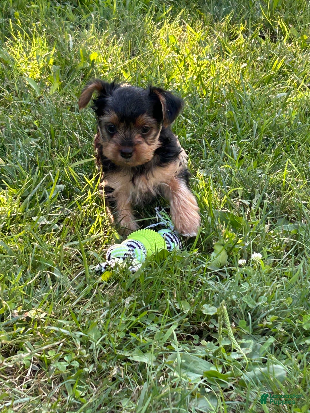 Yorkshire Terrier dogs for sale: Rey - Image 2