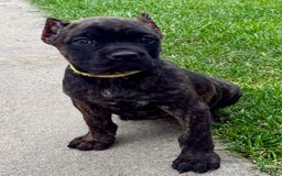 Cane Corso dogs for sale: Bridget - Image 12