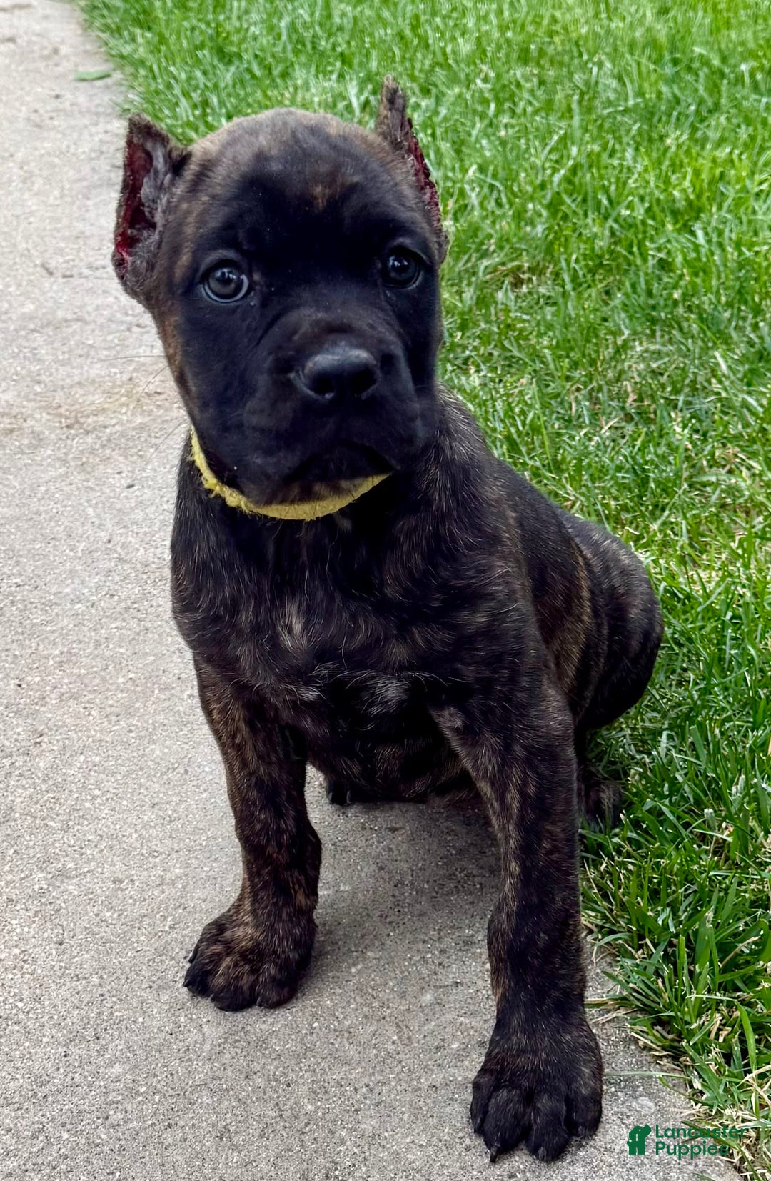Cane Corso dogs for sale: Bridget - Image 12