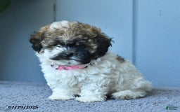 Shihpoo dogs for sale: Holly - Image 2