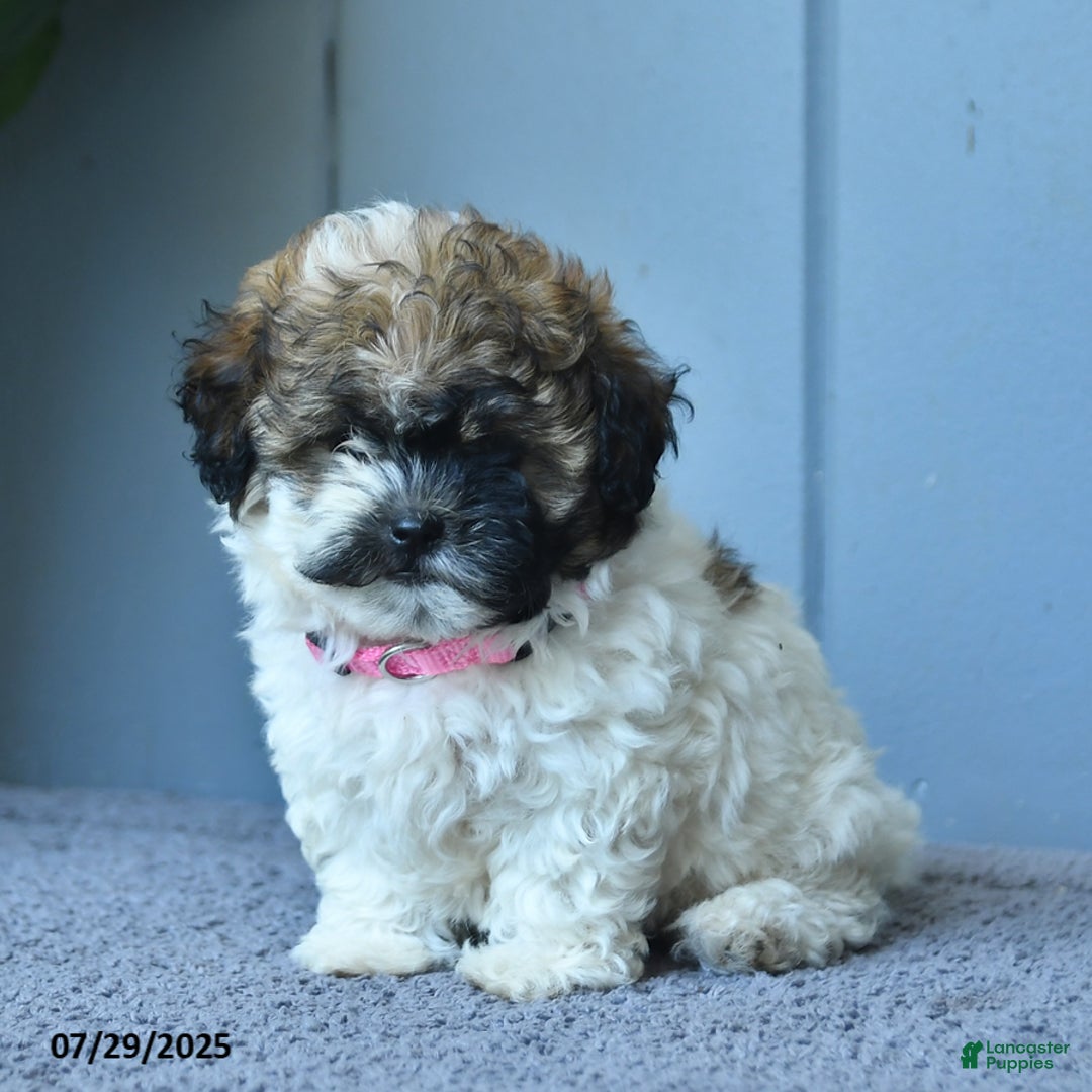 Shihpoo dogs for sale: Holly - Image 2