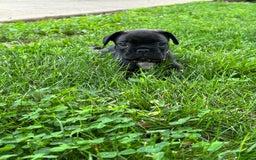French Bulldog dogs for sale: Baxter - Image 4