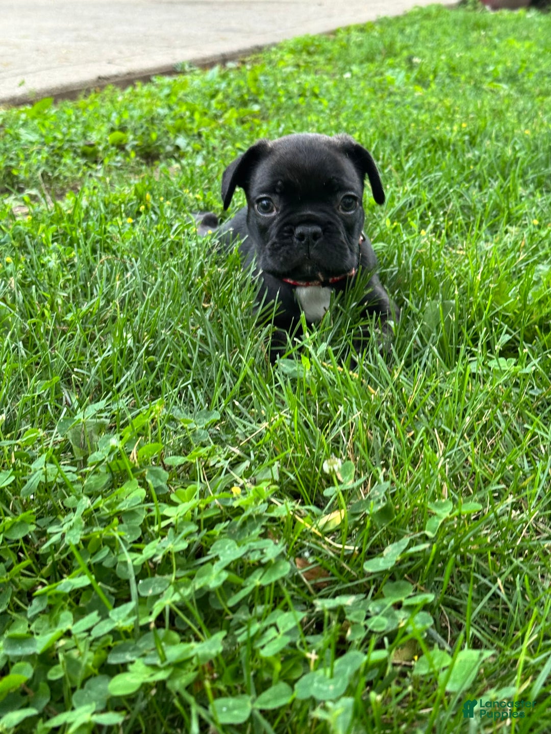 French Bulldog dogs for sale: Baxter - Image 4