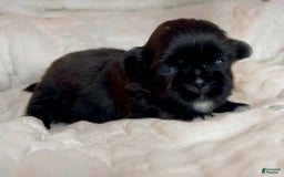 Shih Tzu dogs for sale: Beauty-mini - Image 1