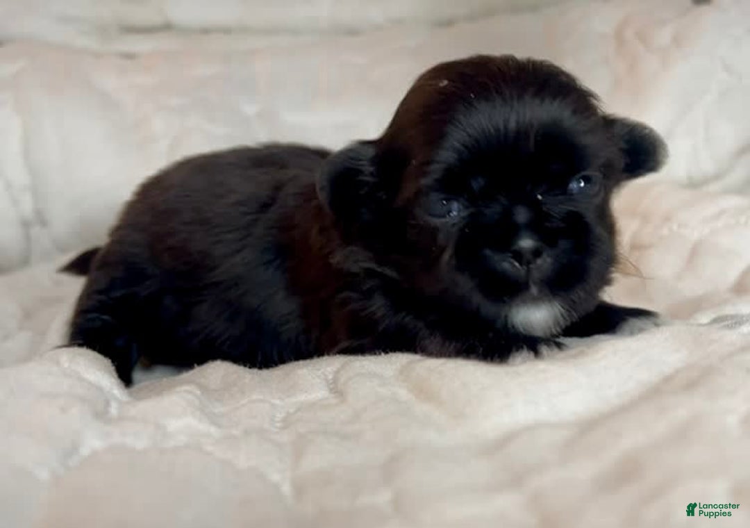 Shih Tzu dogs for sale: Beauty-mini - Image 1