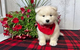 Samoyed dogs for sale: Charlie - Image 2