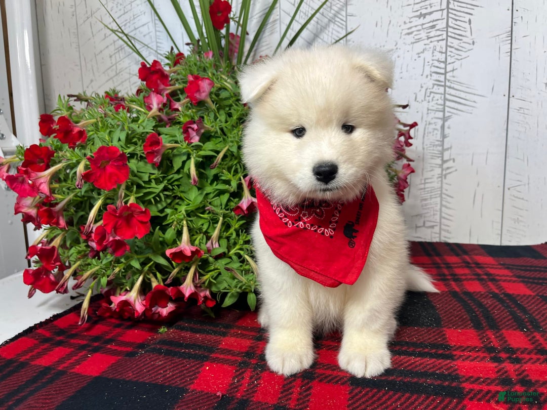Samoyed dogs for sale: Charlie - Image 2