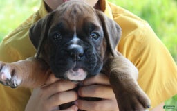 Boxer dogs for sale: Ashley - Image 5