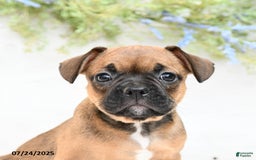 French Bulldog dogs for sale: Tash - Image 2
