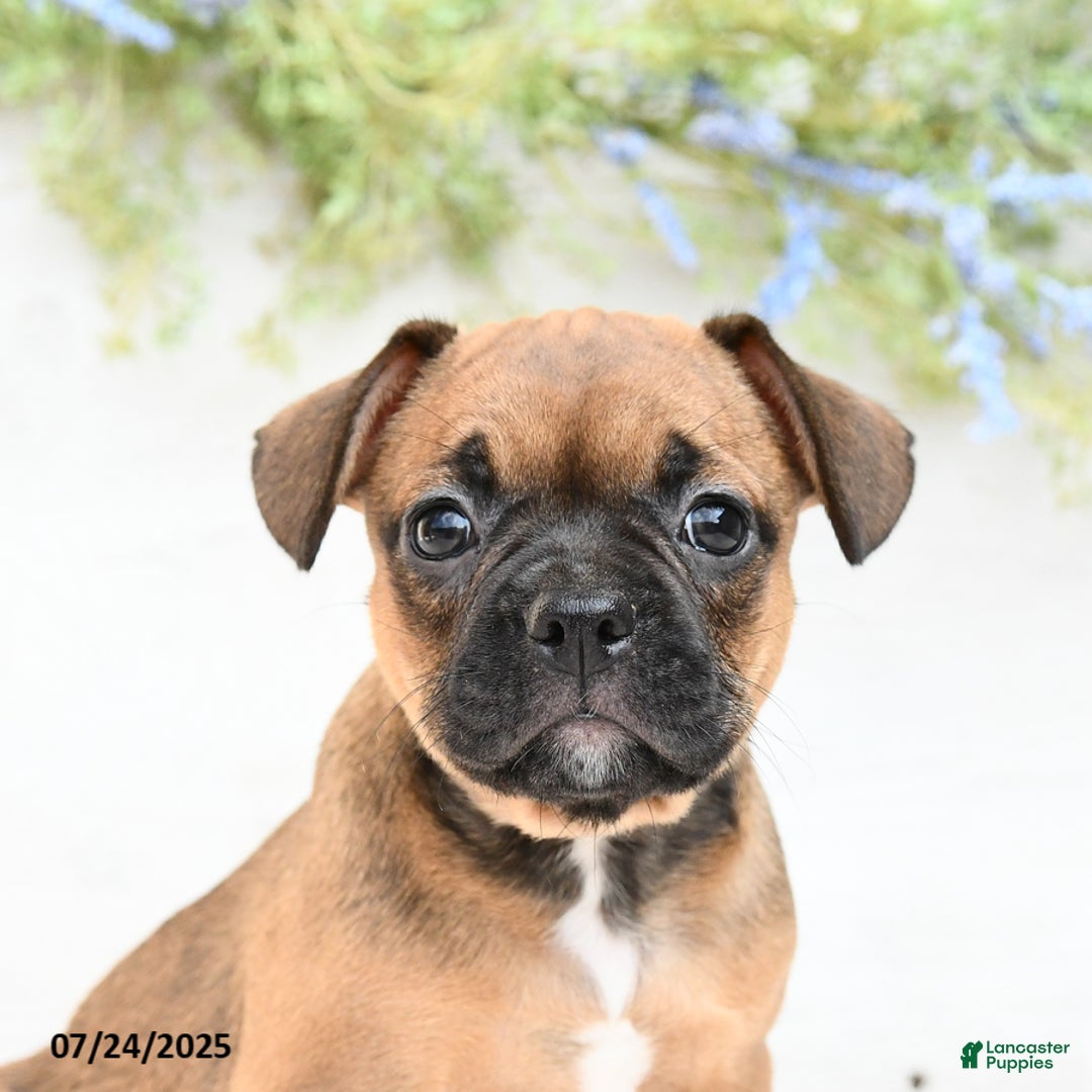 French Bulldog dogs for sale: Tash - Image 2