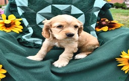 Cocker Spaniel dogs for sale: Krystella - Image 2