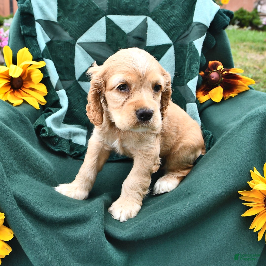 Cocker Spaniel dogs for sale: Krystella - Image 2