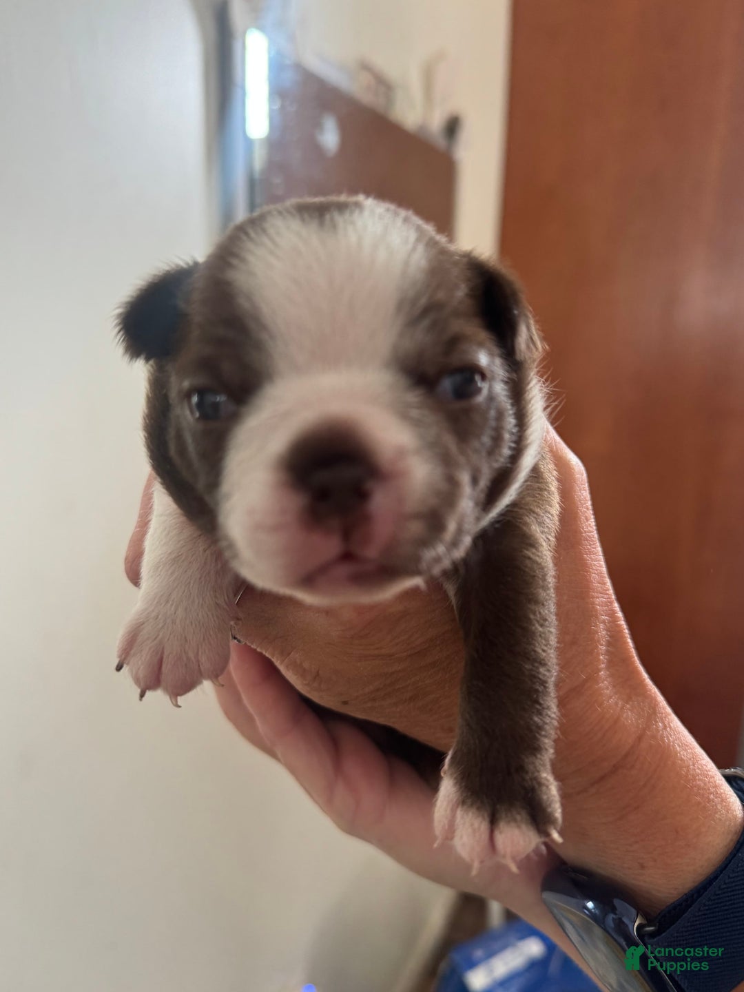 Boston Terrier dogs for sale: Marcy - Image 1