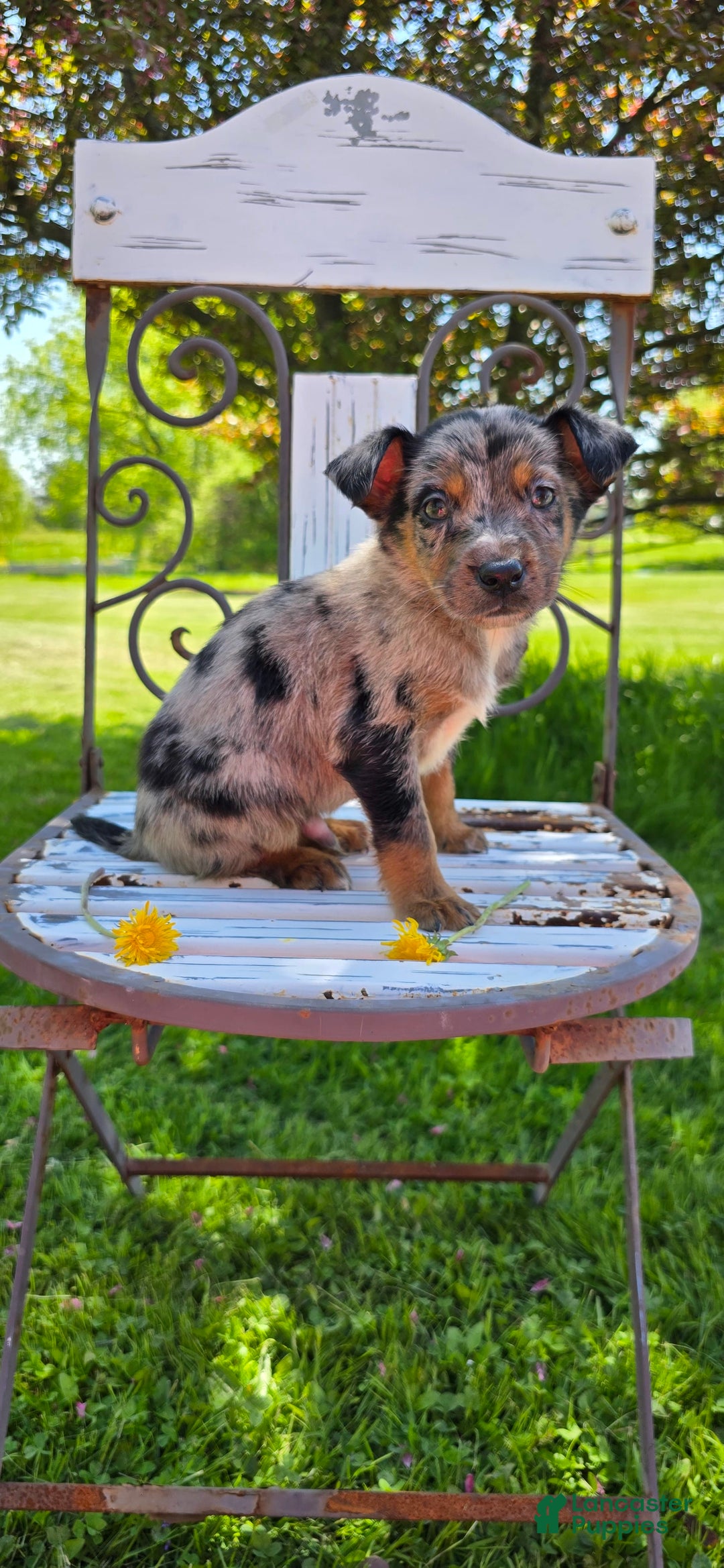 Labrador Retriever dogs for sale: Casper - Image 4