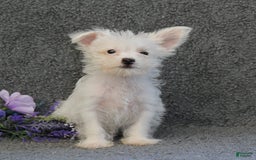 Yorkshire Terrier dogs for sale: Tony - Image 1