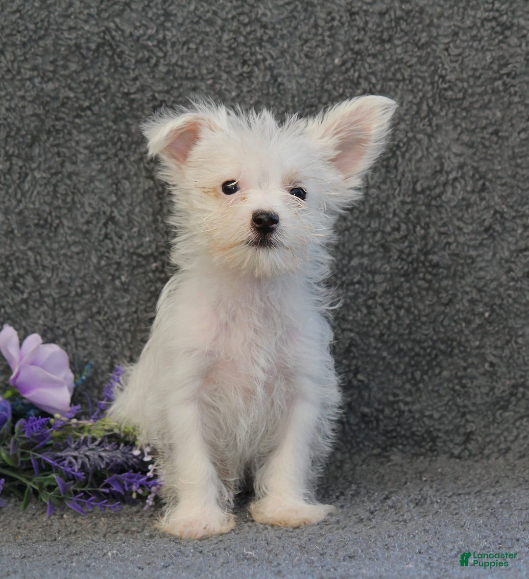 Yorkshire Terrier dogs for sale: Tony - Image 1