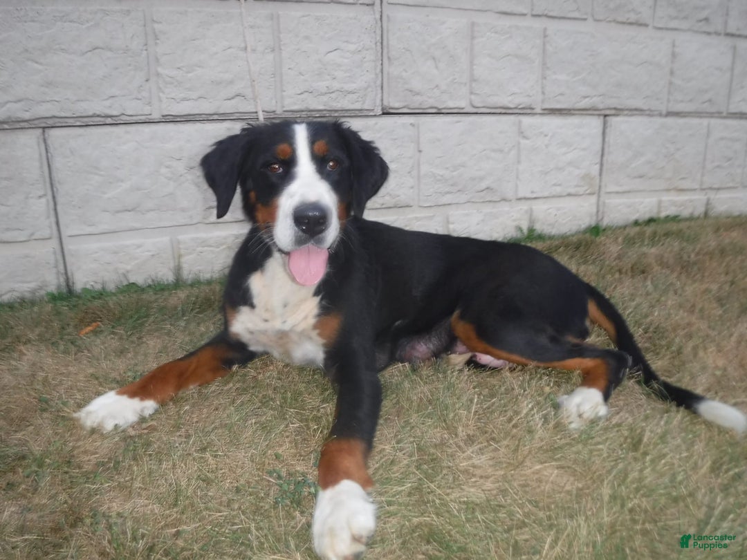 Bernese Mountain Dog dogs for sale: Diamond - Image 8